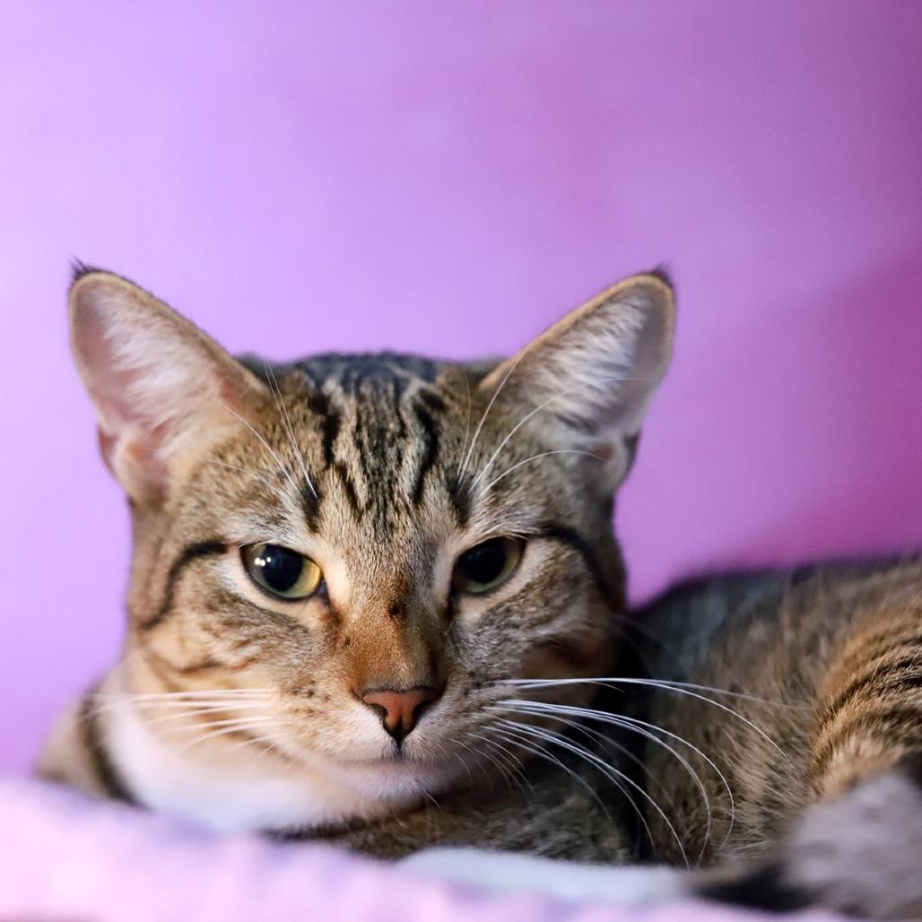 Timber — thumbnail 2