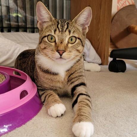 Timber — thumbnail 3