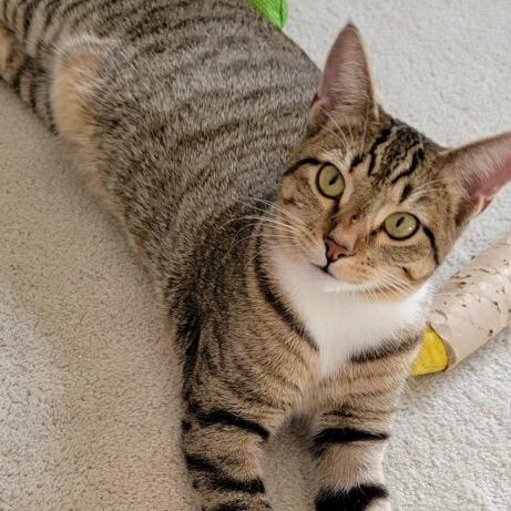 Timber — thumbnail 4