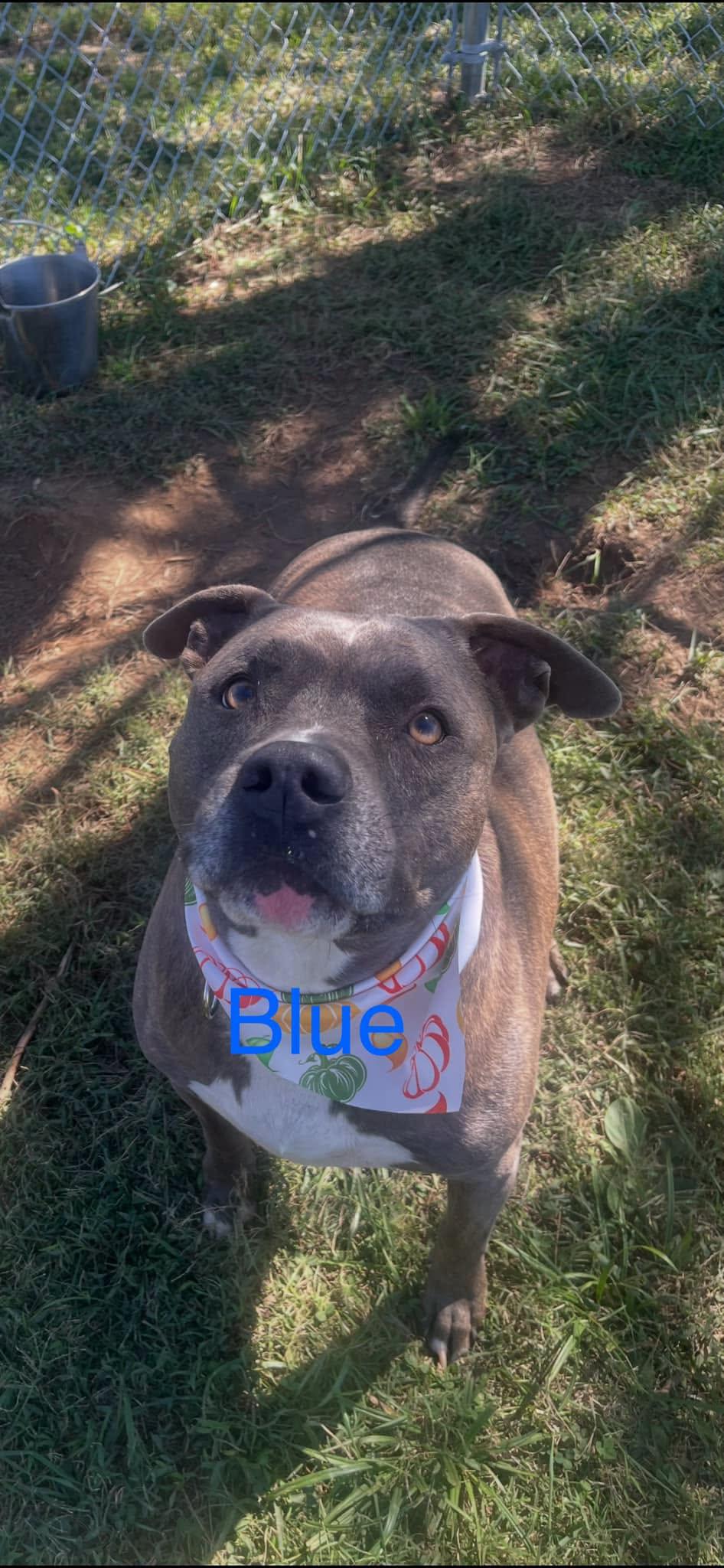 Enlarge Blue, a Adopted mixed breed in Harrodsburg, KY image 2/3