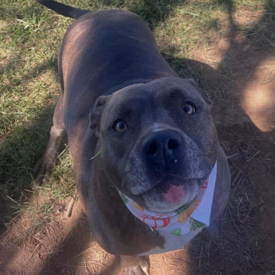 Blue, Adopted, Adult Male Mixed Breed.