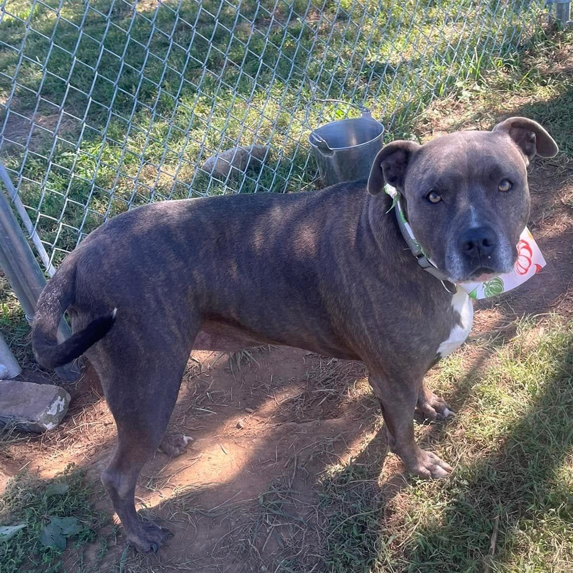 Enlarge Blue, a Adopted mixed breed in Harrodsburg, KY image 3/3