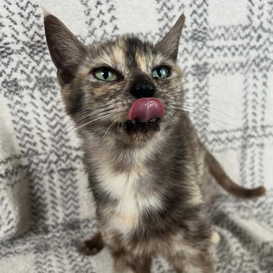 Papaya, a Adoptable Domestic Short Hair in Santa Ana, CA image 1/6