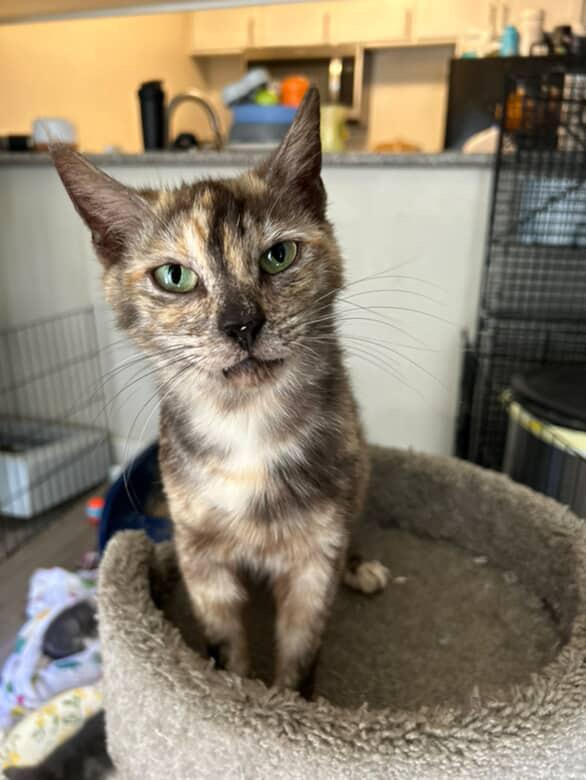 Papaya, a Adoptable Domestic Short Hair in Santa Ana, CA image 2/6