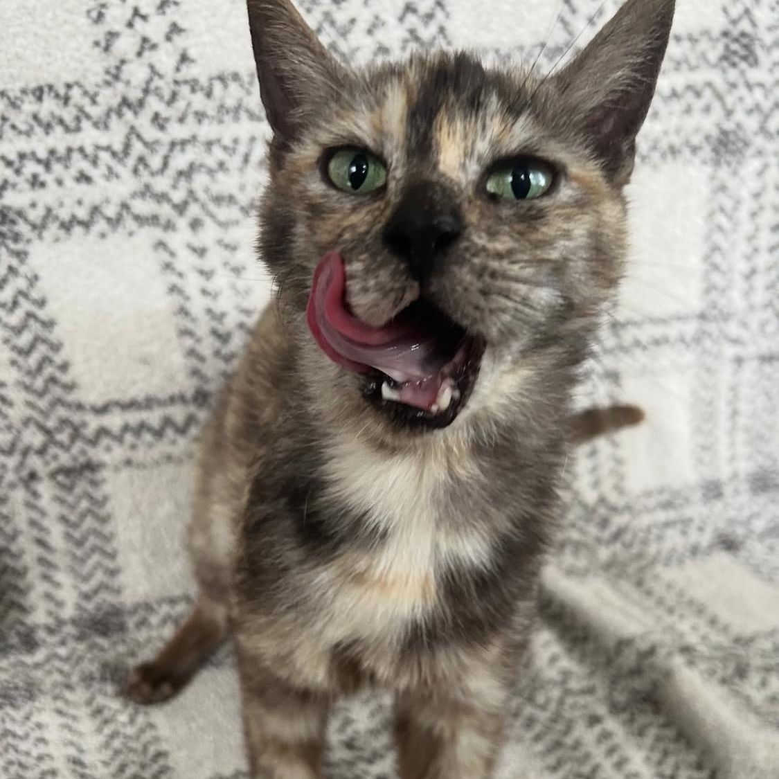 Papaya, a Adoptable Domestic Short Hair in Santa Ana, CA image 3/6