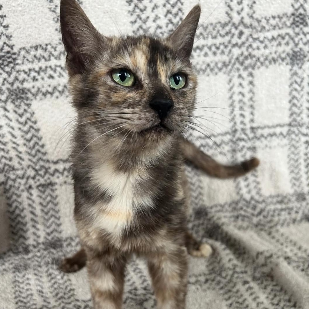 Papaya, a Adoptable Domestic Short Hair in Santa Ana, CA image 4/6