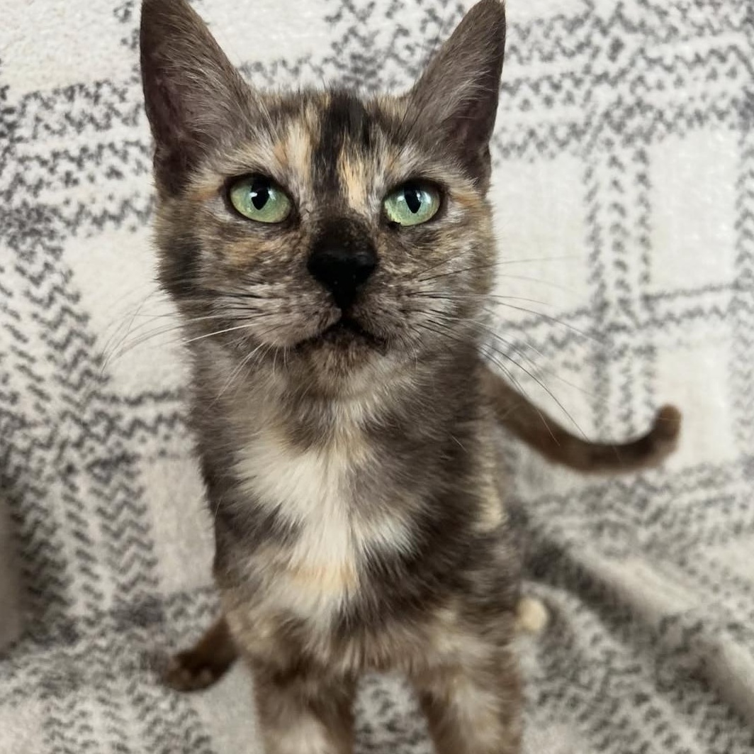 Papaya, a Adoptable Domestic Short Hair in Santa Ana, CA image 5/6