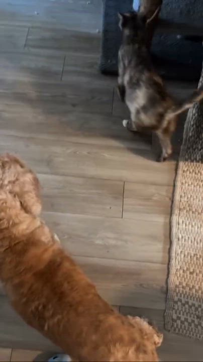 Enlarge Papaya, a Adoptable Domestic Short Hair in Santa Ana, CA video 6/6