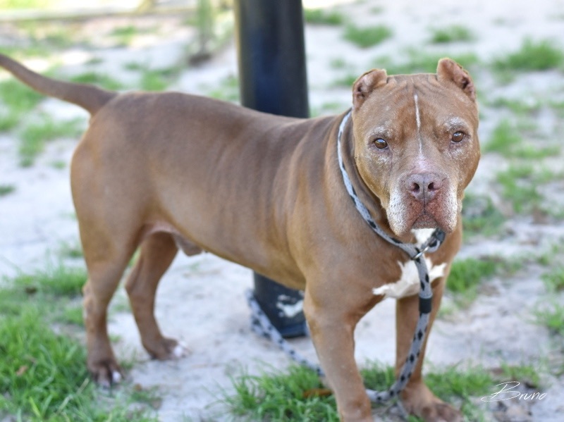 Bruno, Adoptable, Senior Male Pit Bull Terrier.