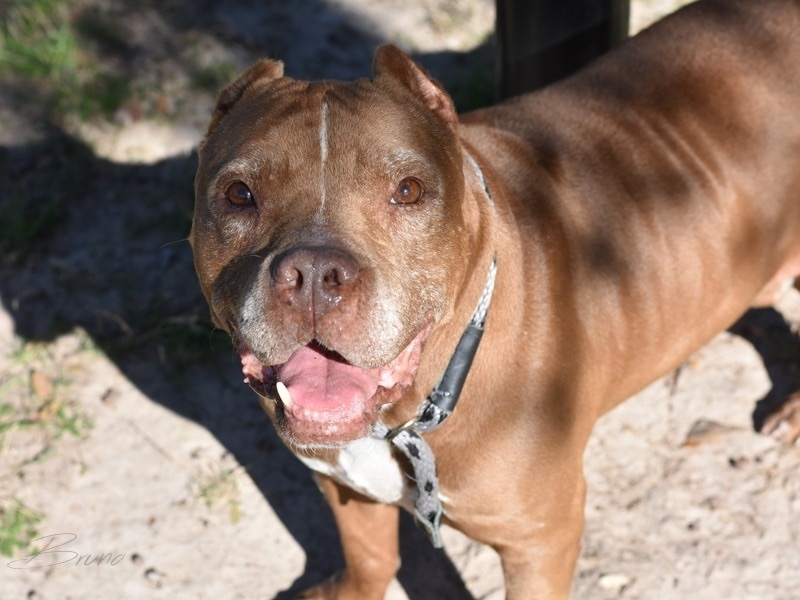 Enlarge Bruno, a Adoptable Pit Bull Terrier in Bellingham, WA image 3/6