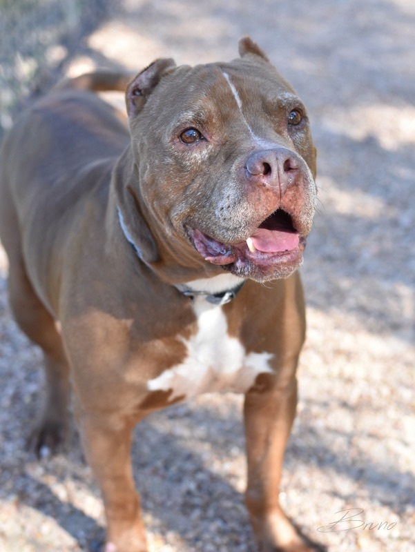 Enlarge Bruno, a Adoptable Pit Bull Terrier in Bellingham, WA image 6/6