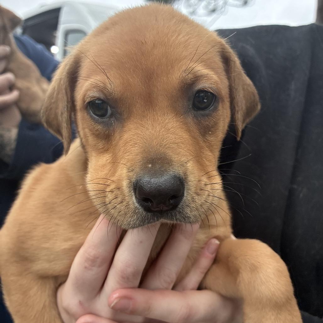 Enlarge FOSTER-Emmy, a Adoptable mixed breed in Hattiesburg, MS image 1/1