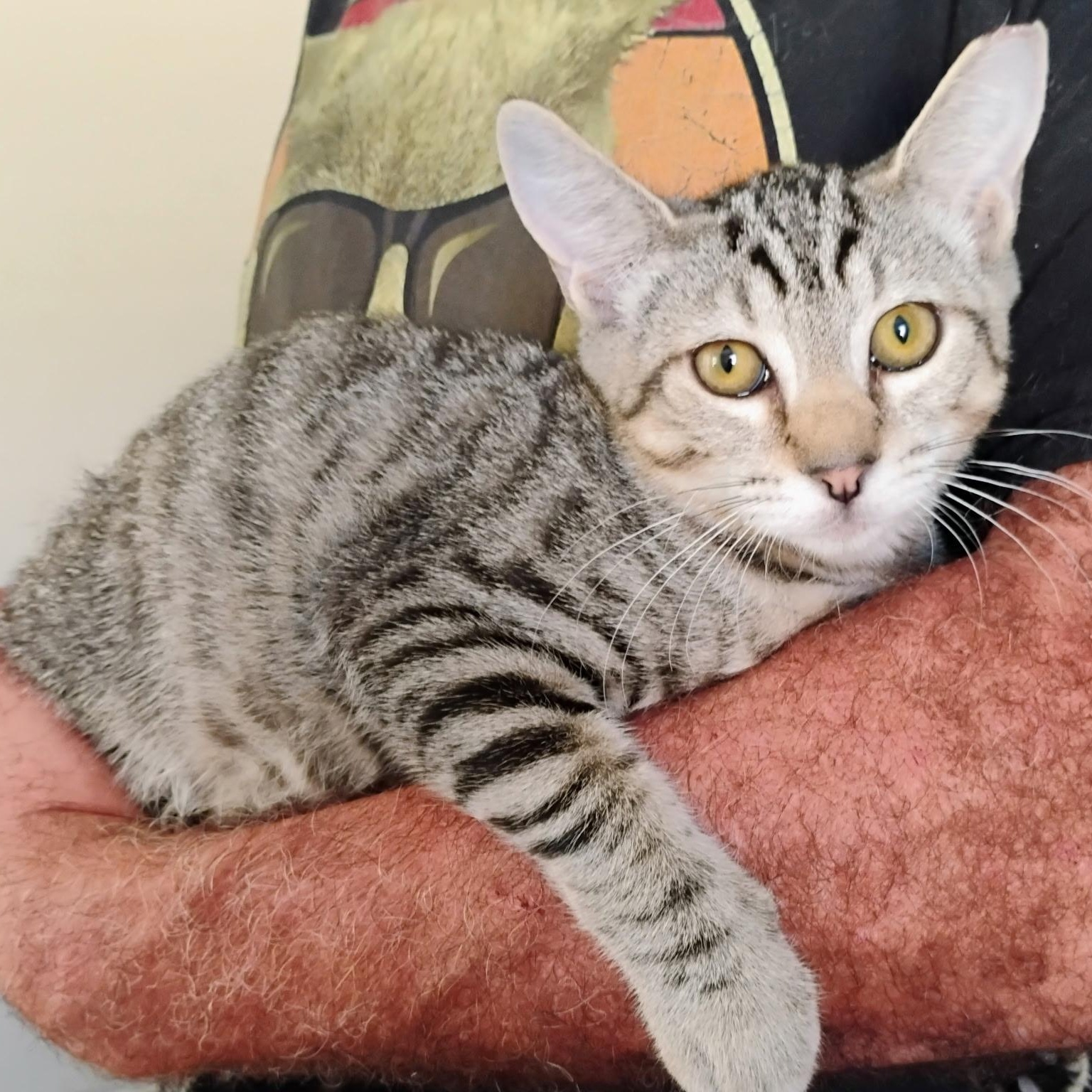 Enlarge Boxcar, a Adoptable Tabby in Maple Shade, NJ image 1/6