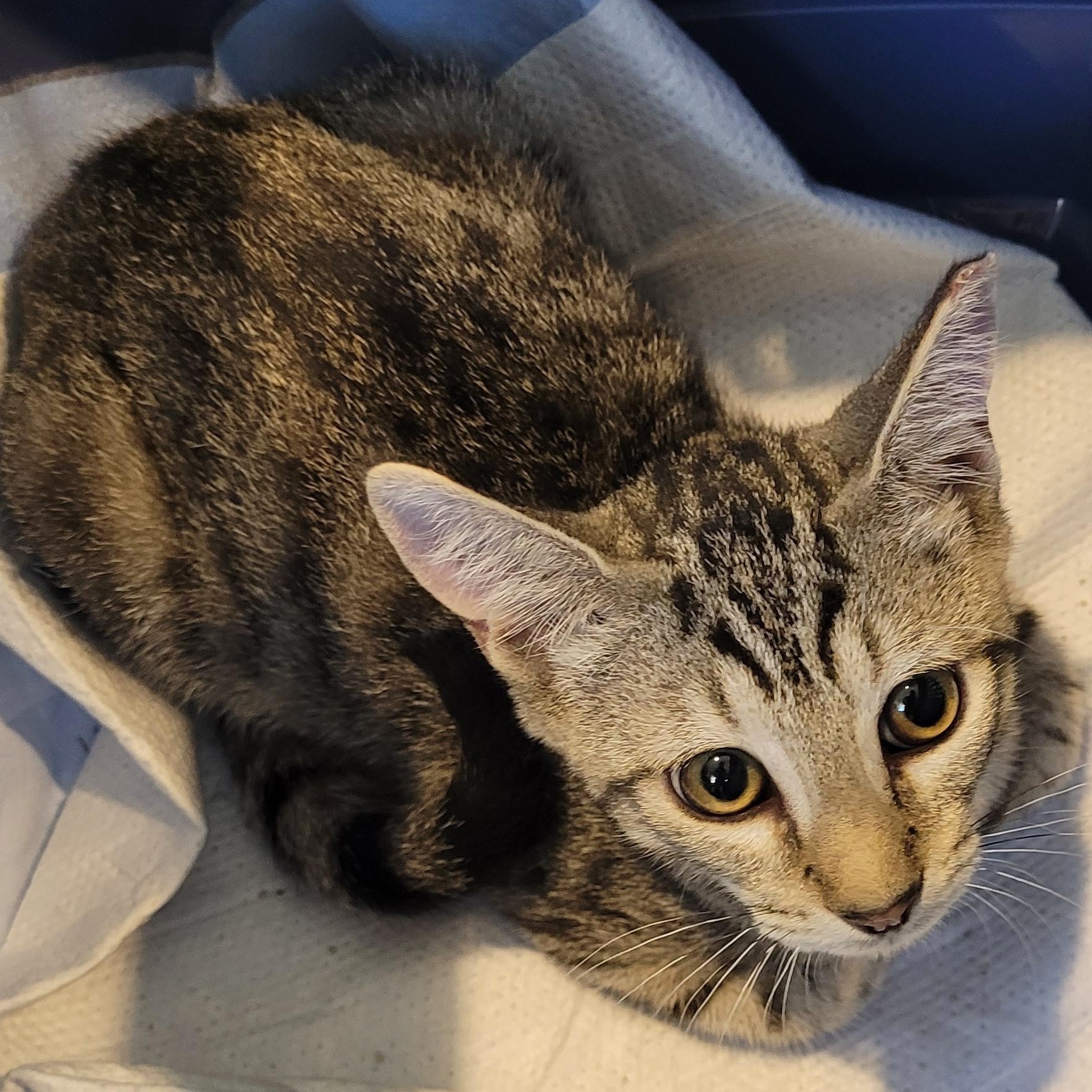 Enlarge Boxcar, a Adoptable Tabby in Maple Shade, NJ image 2/6