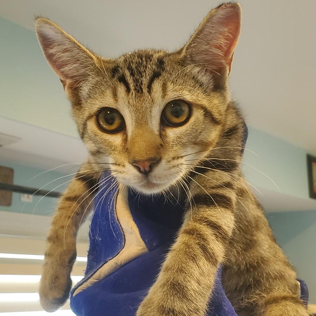 Enlarge Boxcar, a Adoptable Tabby in Maple Shade, NJ image 3/6