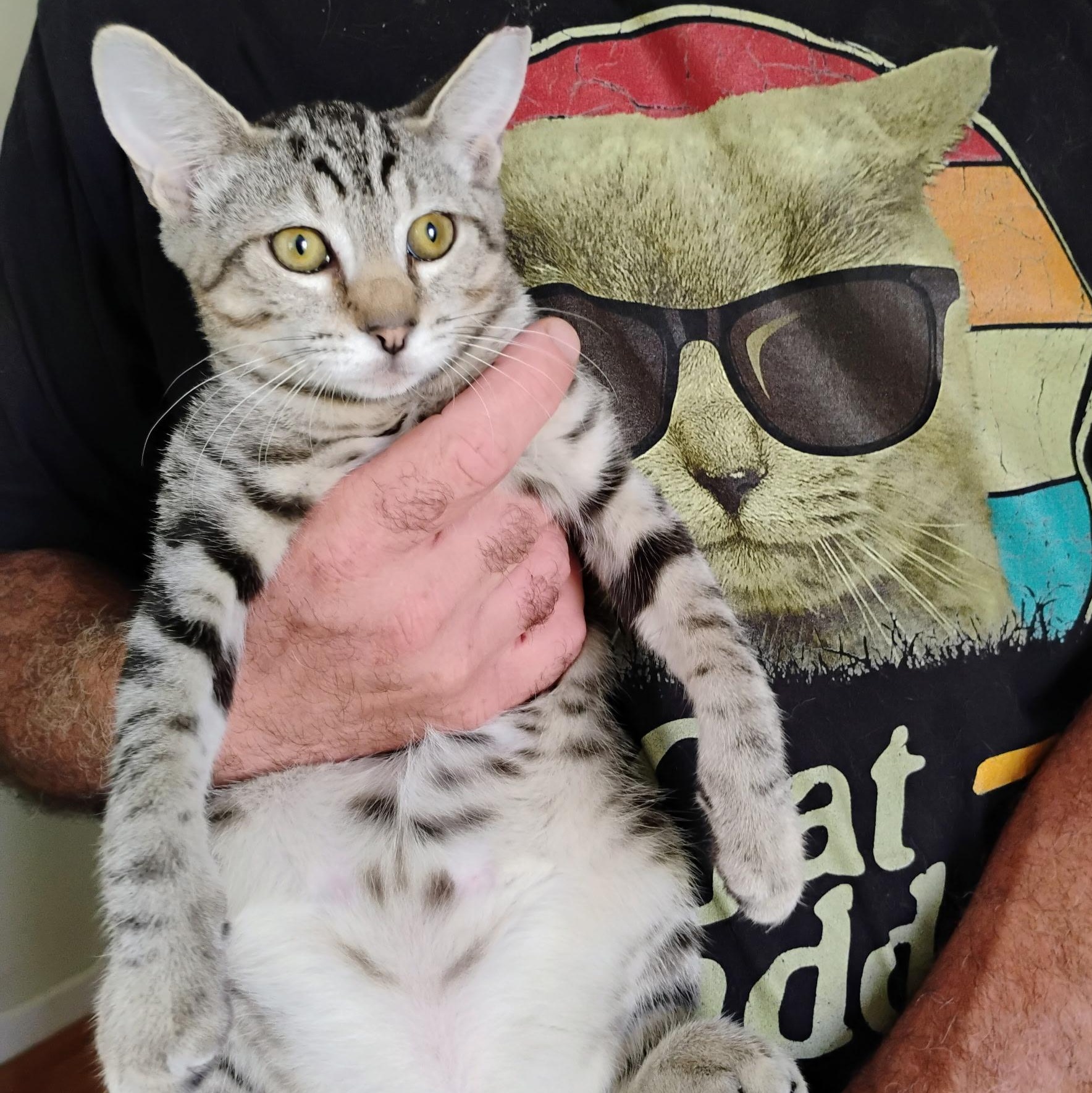 Enlarge Boxcar, a Adoptable Tabby in Maple Shade, NJ image 4/6