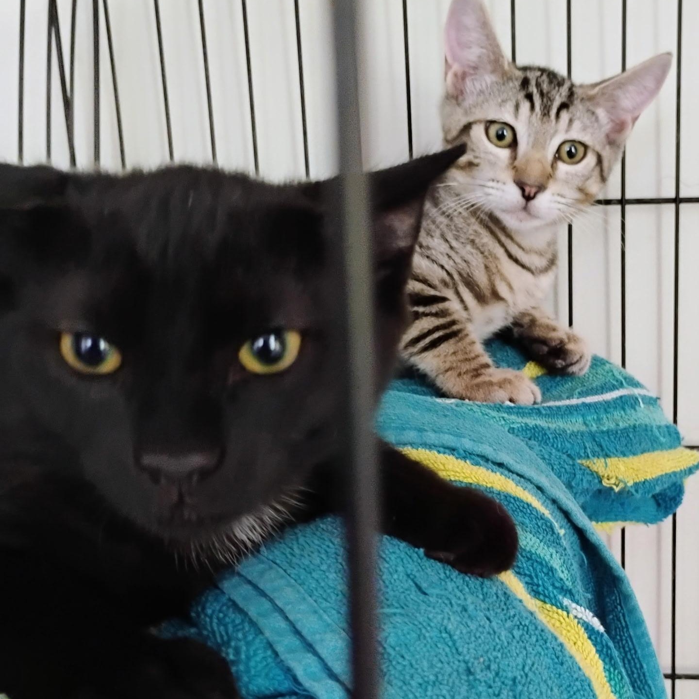 Enlarge Boxcar, a Adoptable Tabby in Maple Shade, NJ image 5/6