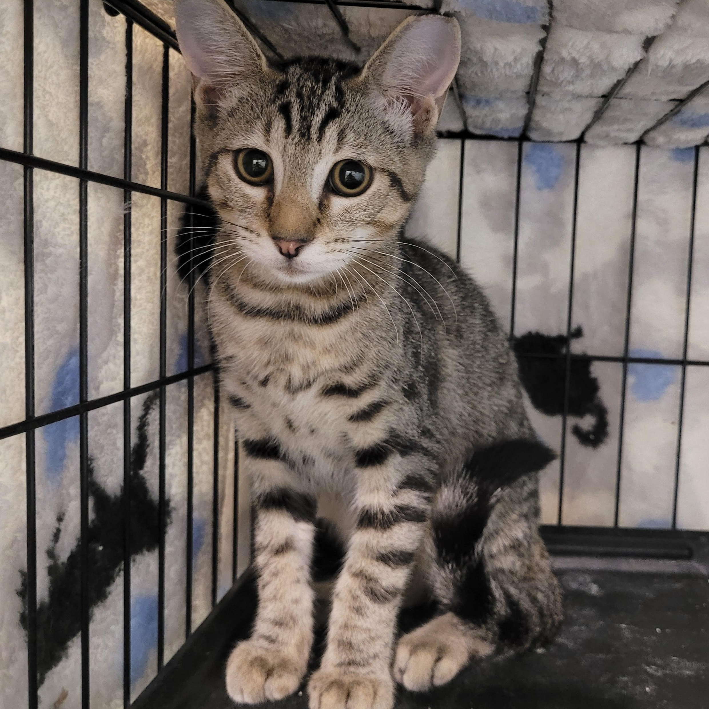 Enlarge Boxcar, a Adoptable Tabby in Maple Shade, NJ image 6/6