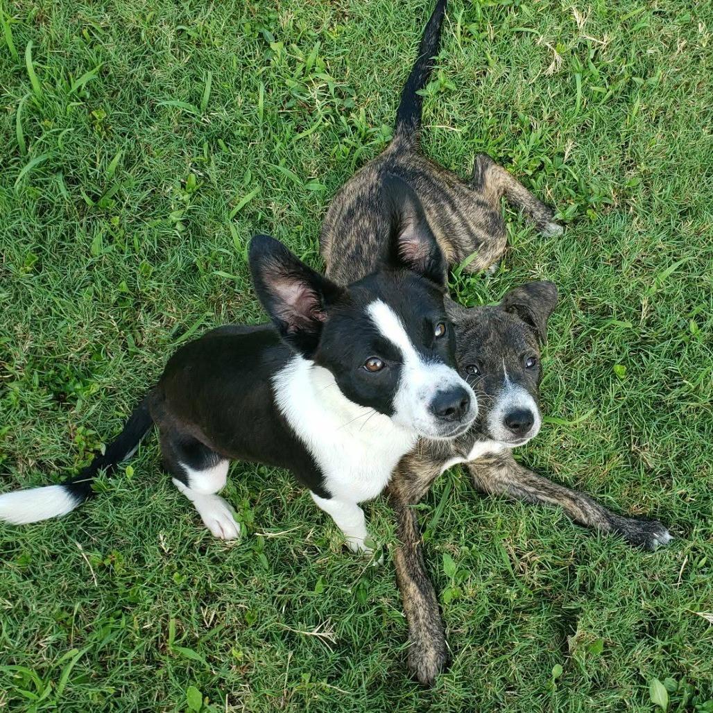 BRENA, Adoptable, Young Female Mixed Breed.
