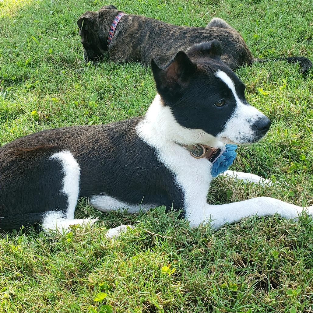 Enlarge BRENA, a Adoptable Mixed Breed in Memphis, TN image 2/6
