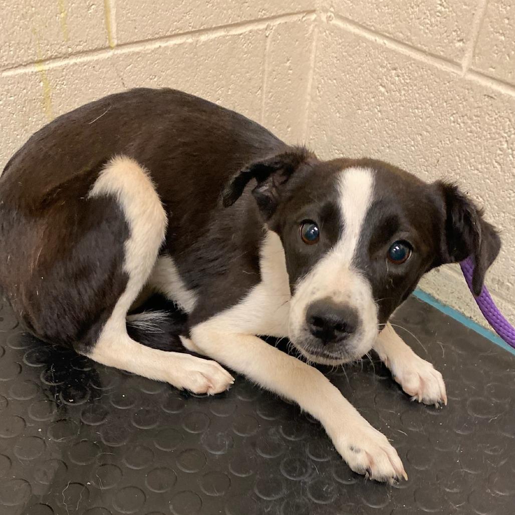 Enlarge BRENA, a Adoptable Mixed Breed in Memphis, TN image 3/6