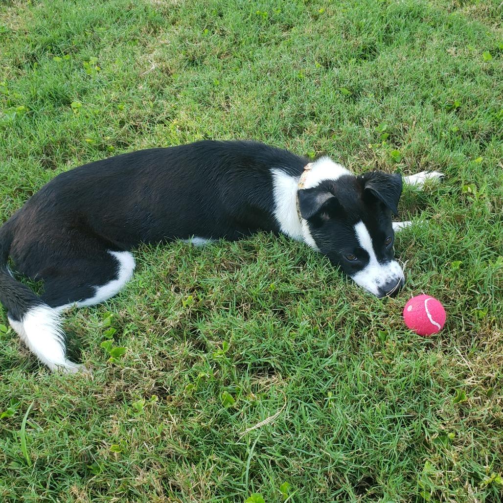 Enlarge BRENA, a Adoptable Mixed Breed in Memphis, TN image 4/6