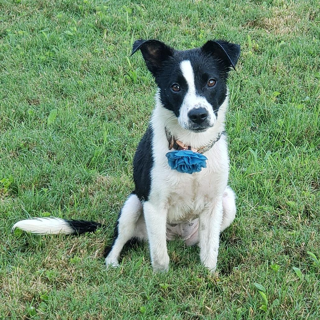 Enlarge BRENA, a Adoptable Mixed Breed in Memphis, TN image 5/6