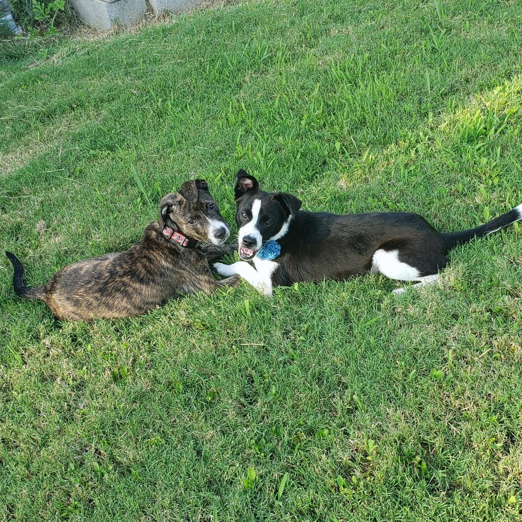 Enlarge BRENA, a Adoptable Mixed Breed in Memphis, TN image 6/6