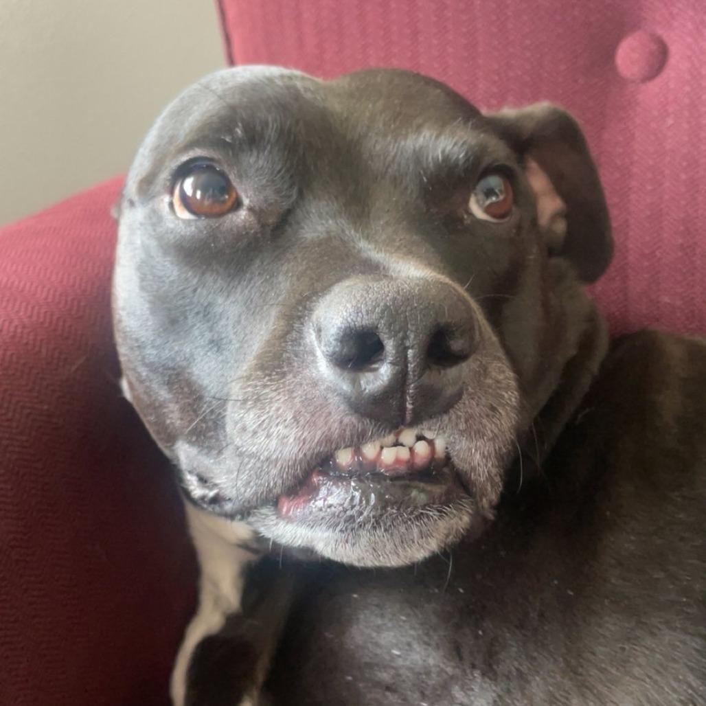 Yara, Adoptable, Senior Female Pit Bull Terrier & Mixed Breed.
