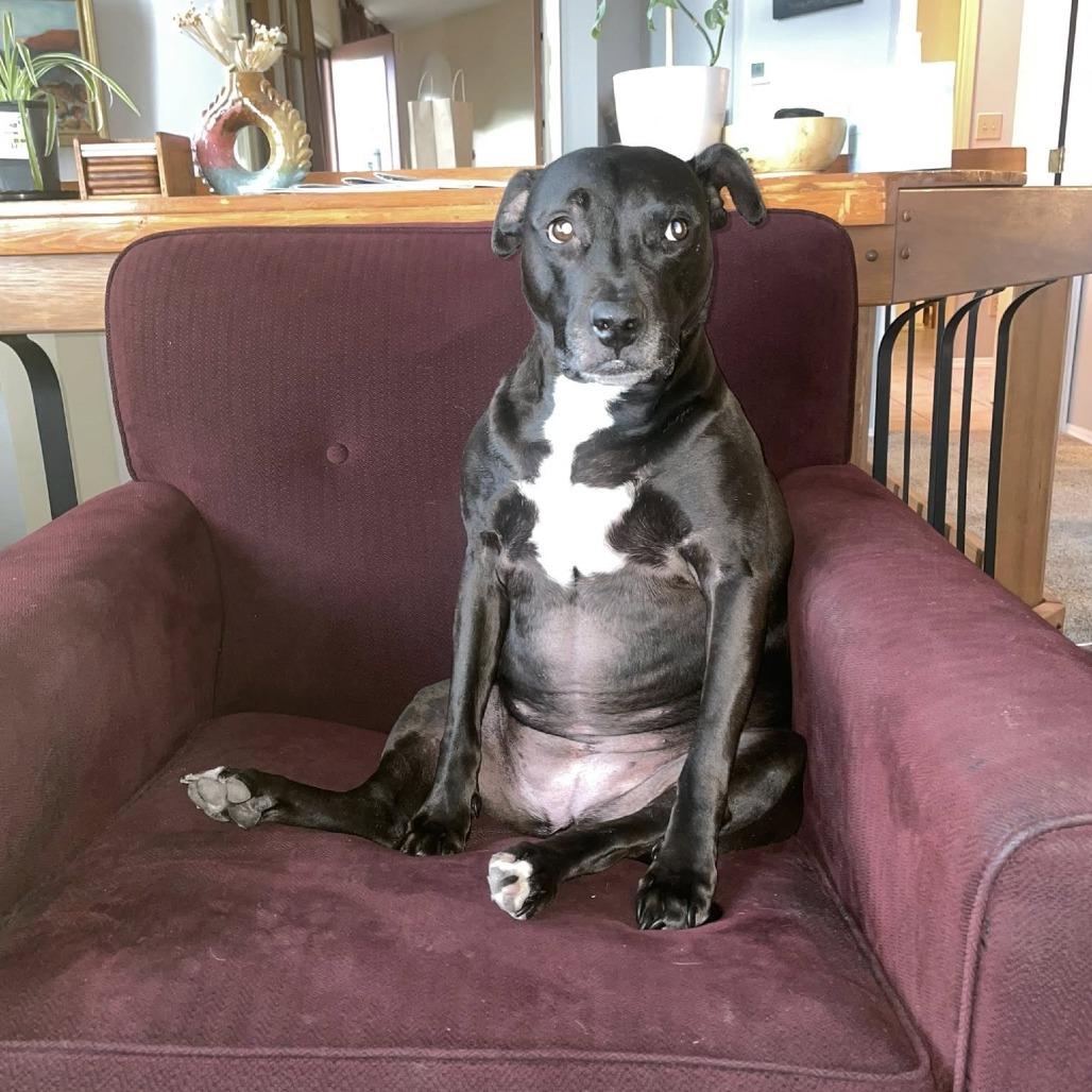 Yara, a Adoptable mixed breed in Colorado Springs, CO image 2/6