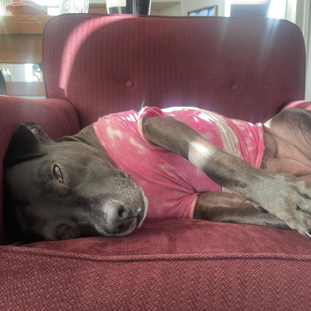 Yara, a Adoptable mixed breed in Colorado Springs, CO image 5/6