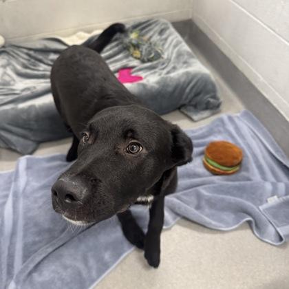 Max, ADOPTABLE, Young Male Mixed Breed.