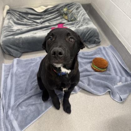 Max, a ADOPTABLE Mixed Breed in Hilliard, OH image 2/2