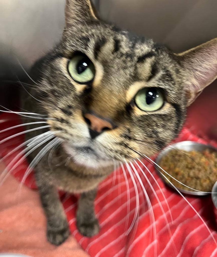 Enlarge Brad, a Adoptable mixed breed image 1/1