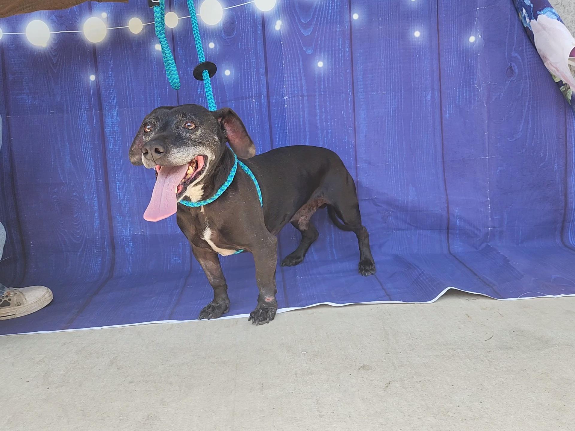 Merle, a Adoptable mixed breed in Devine, TX image 1/5