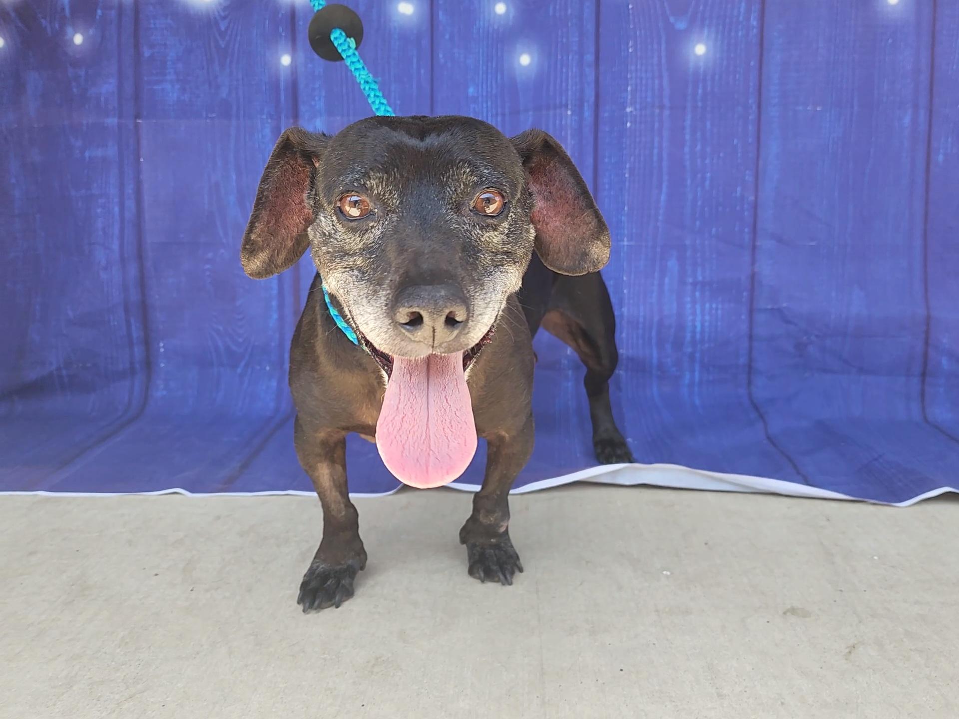 Enlarge Merle, a Adoptable mixed breed in Bakersfield, CA image 3/6