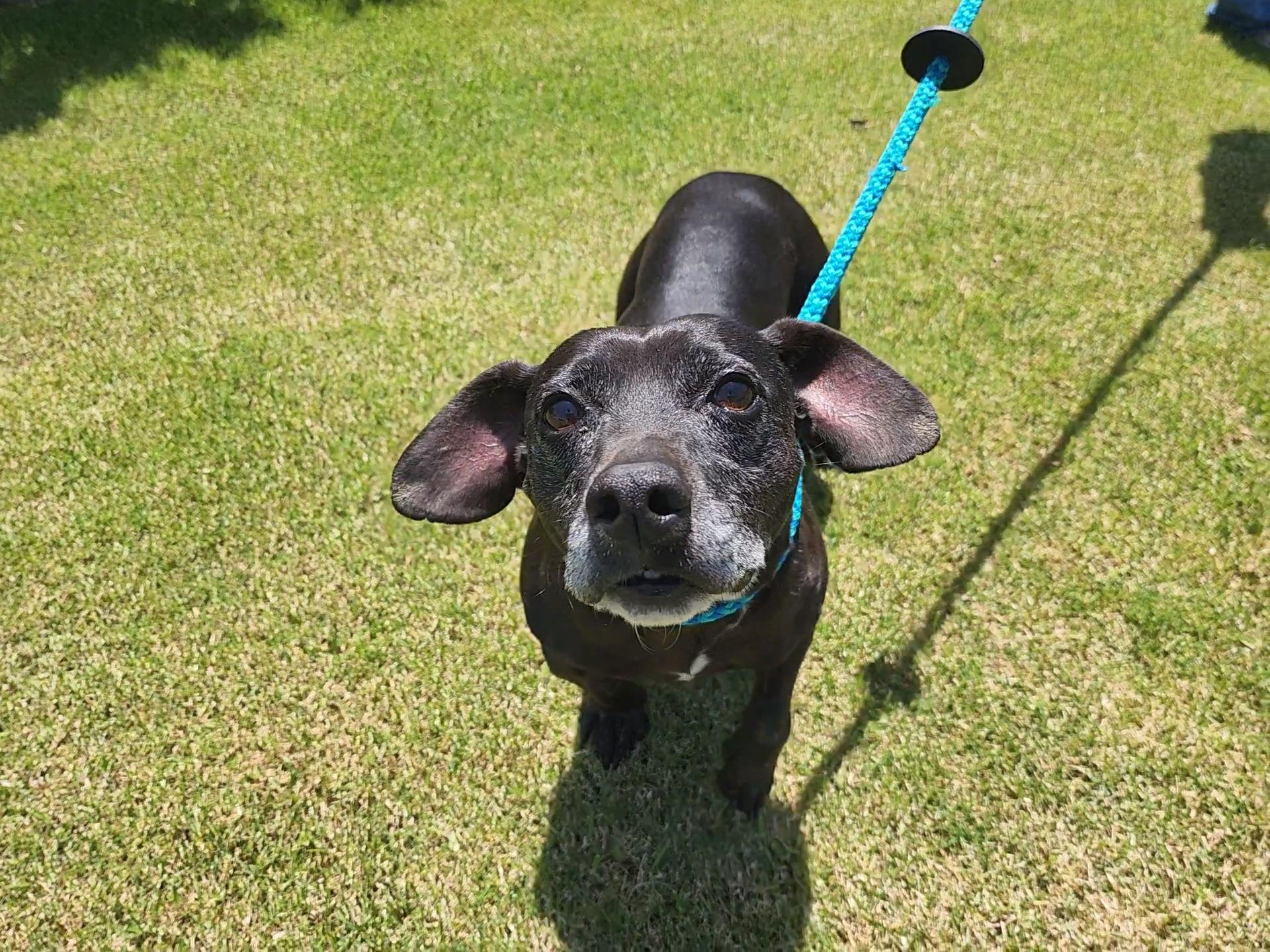 Enlarge Merle, a Adoptable mixed breed in Bakersfield, CA image 4/6