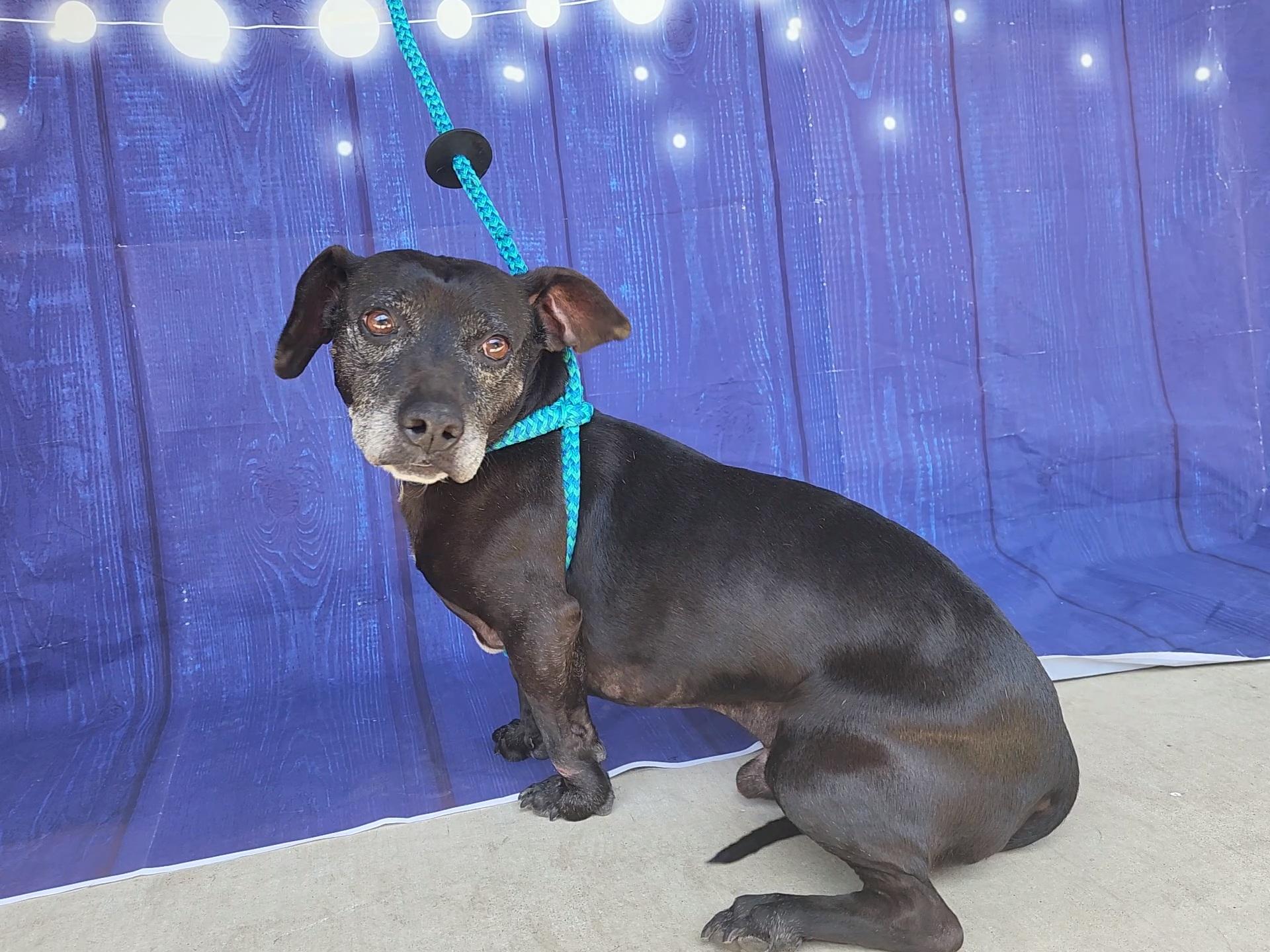 Merle, a Adoptable mixed breed in Devine, TX image 2/5