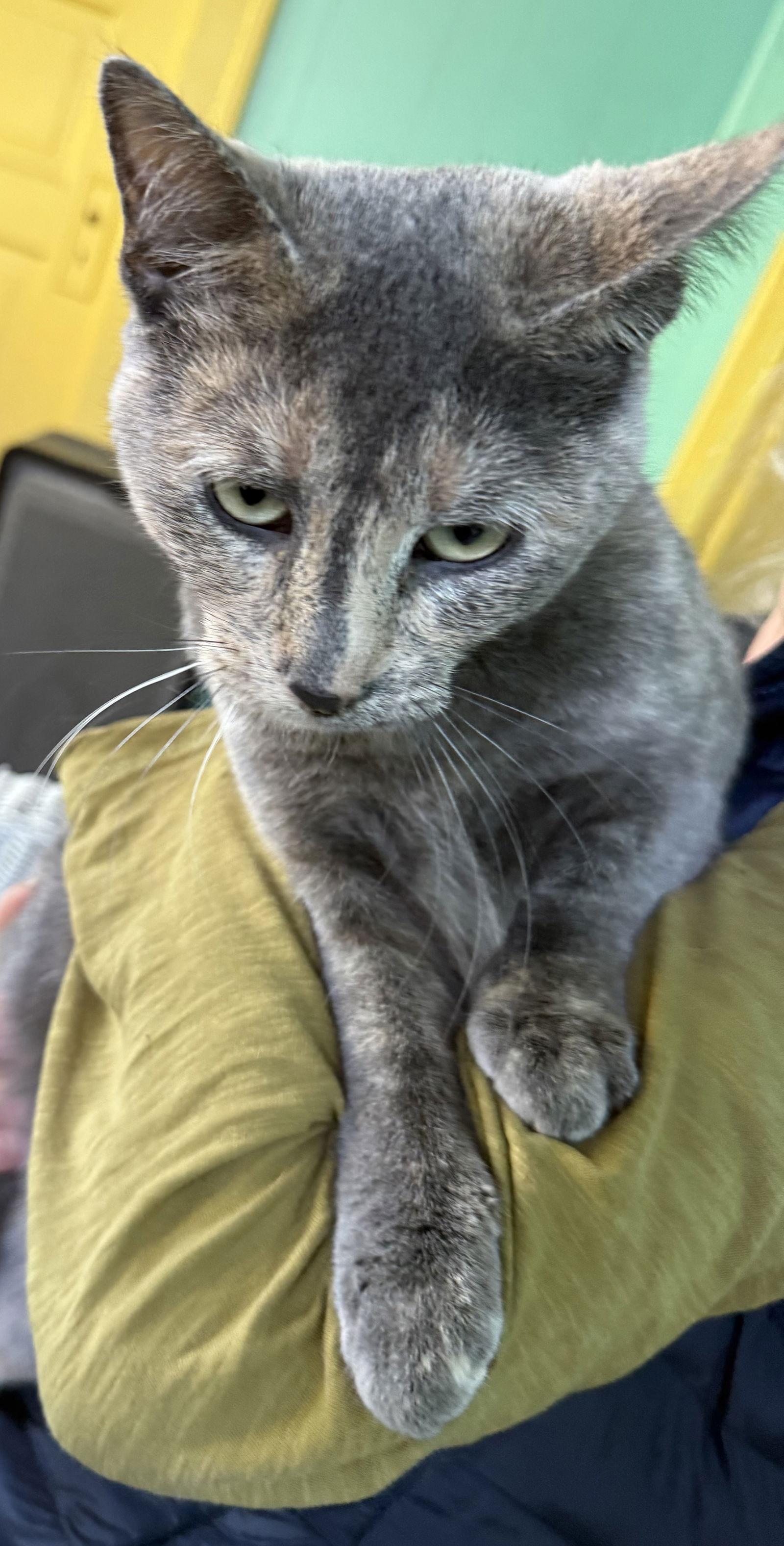 Michy, a Adoptable Dilute Calico in Maywood, IL image 1/3