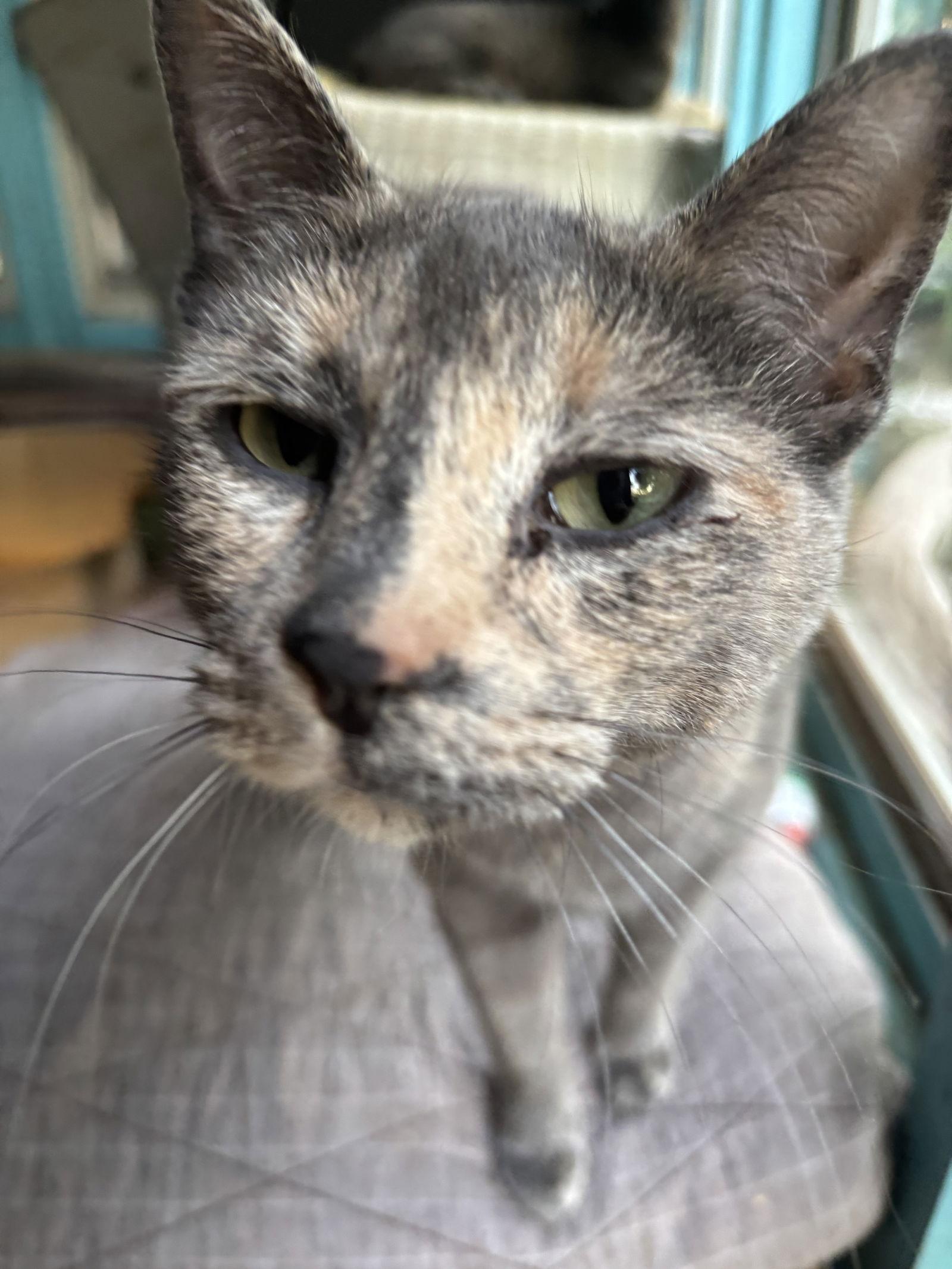 Michy, a Adoptable Dilute Calico in Maywood, IL image 2/3