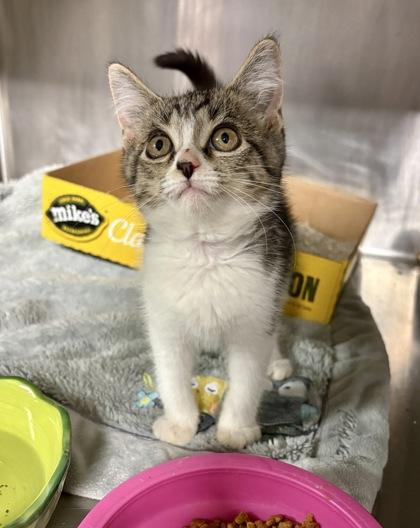 Snow White, Adopted, Young Female Domestic Short Hair.