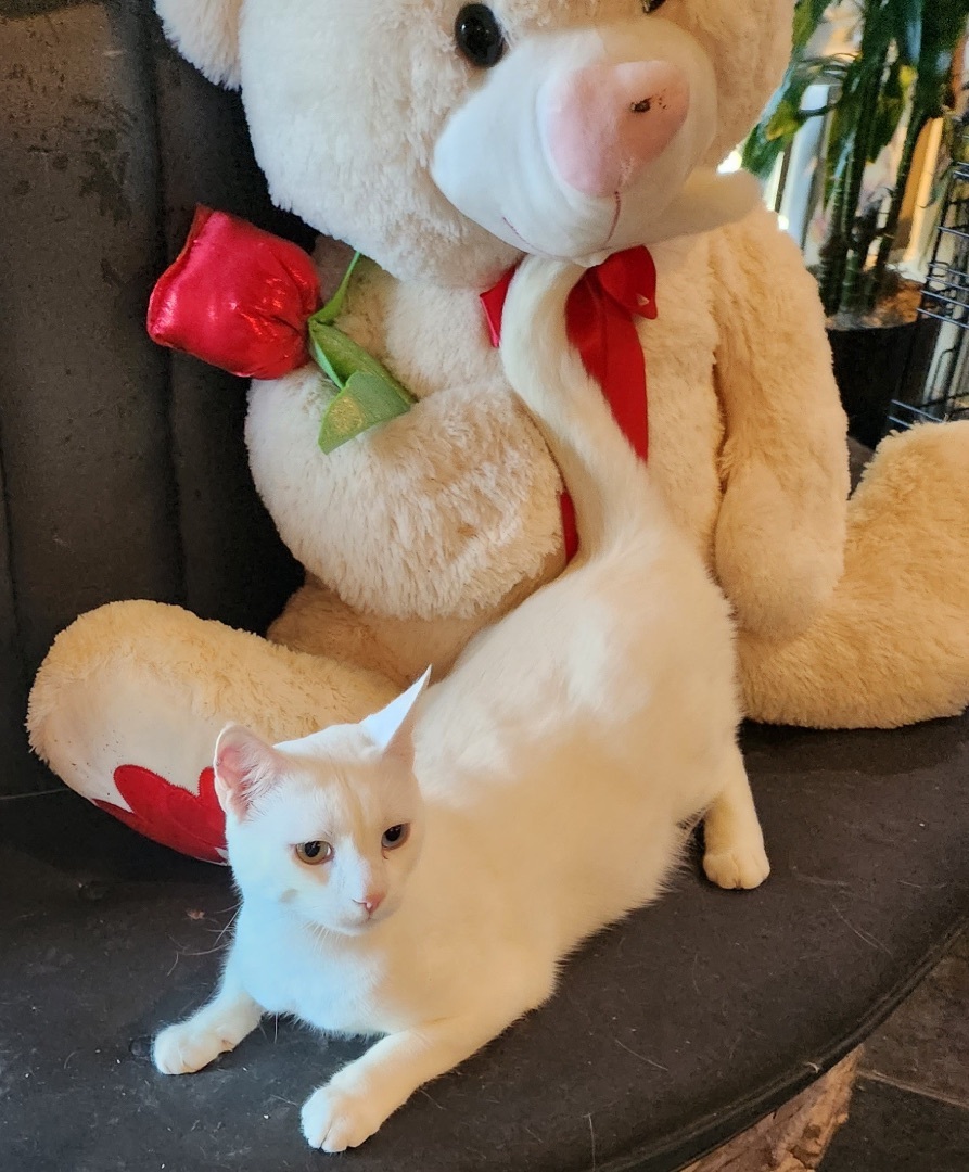 Enlarge Nimo, a Adoptable Turkish Van in Pomona, CA image 1/10