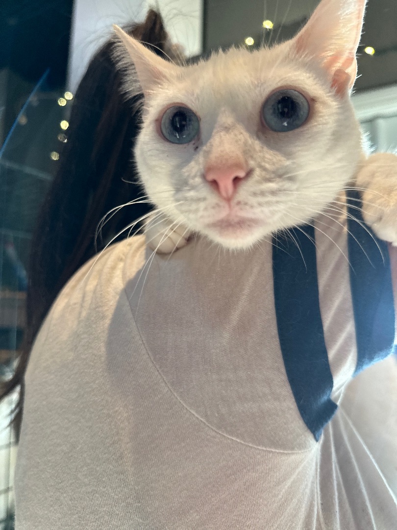 Enlarge Nimo, a Adoptable Turkish Van in Pomona, CA image 2/10