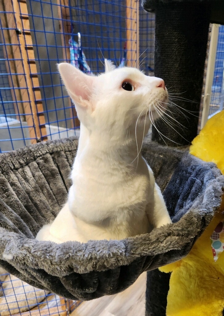 Enlarge Nimo, a Adoptable Turkish Van in Pomona, CA image 3/10