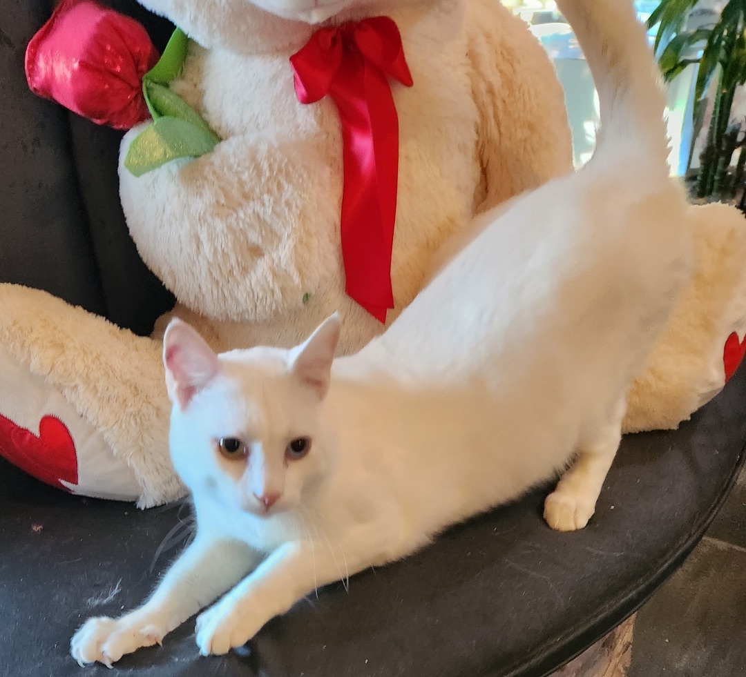 Enlarge Nimo, a Adoptable Turkish Van in Pomona, CA image 4/10