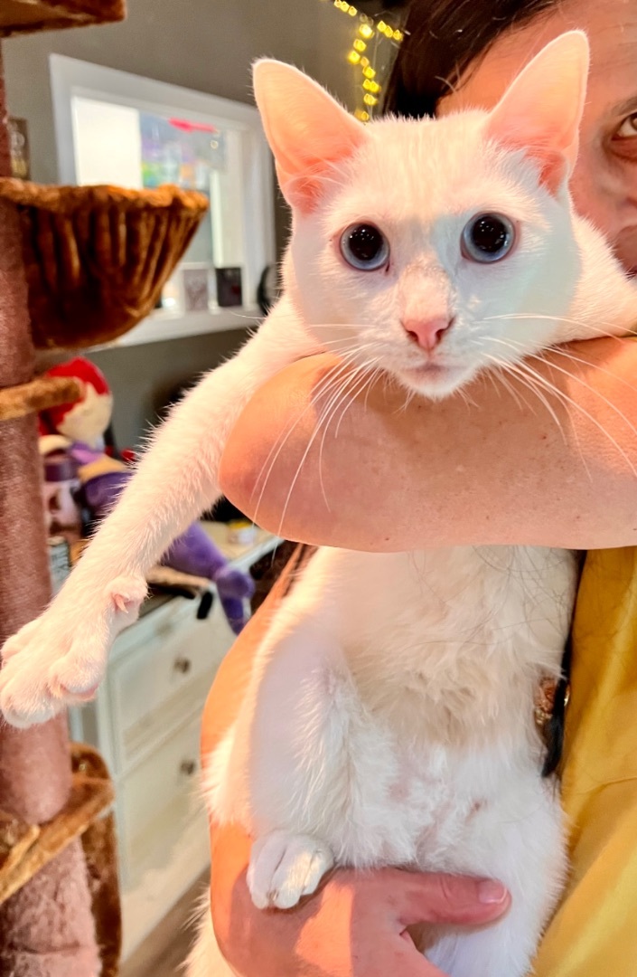 Enlarge Nimo, a Adoptable Turkish Van in Pomona, CA image 5/10