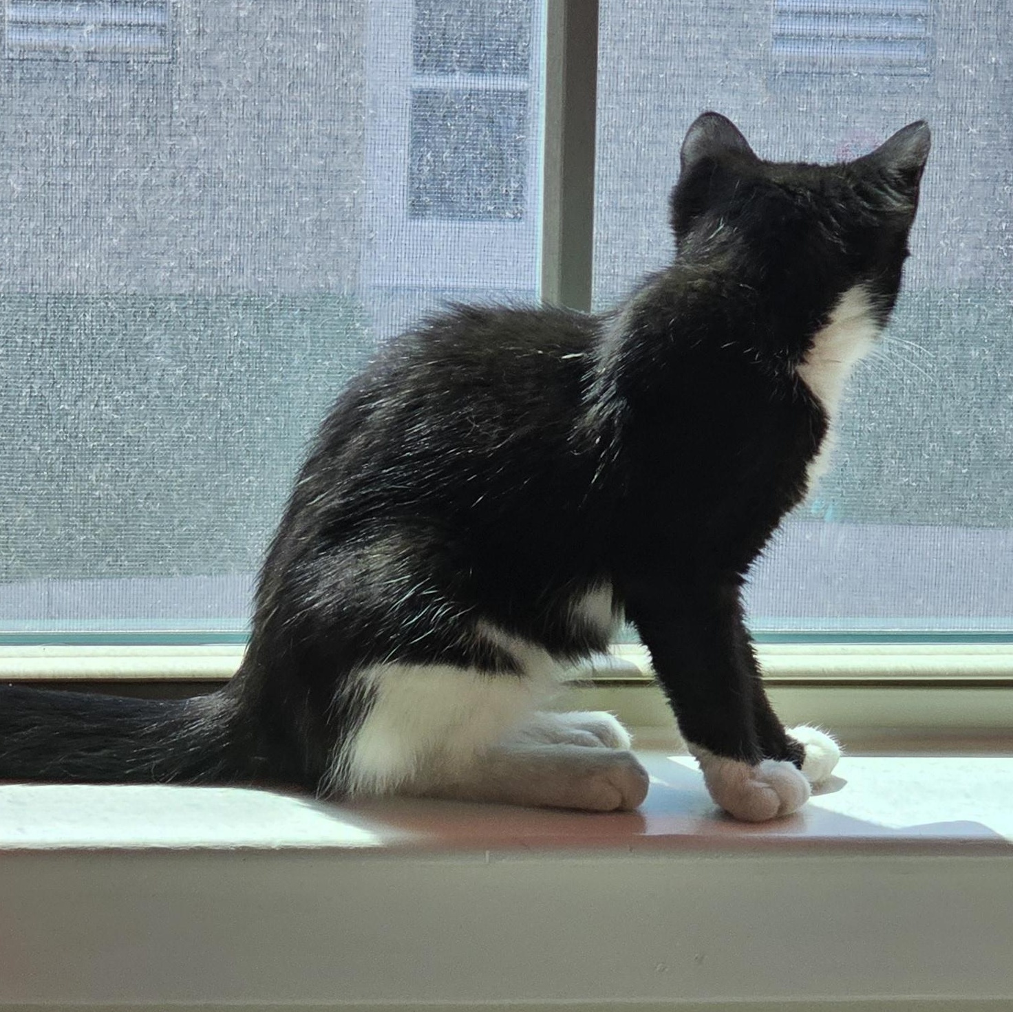 Enlarge Boots & Spot, a Adoptable mixed breed in Hyattsville, MD image 5/6