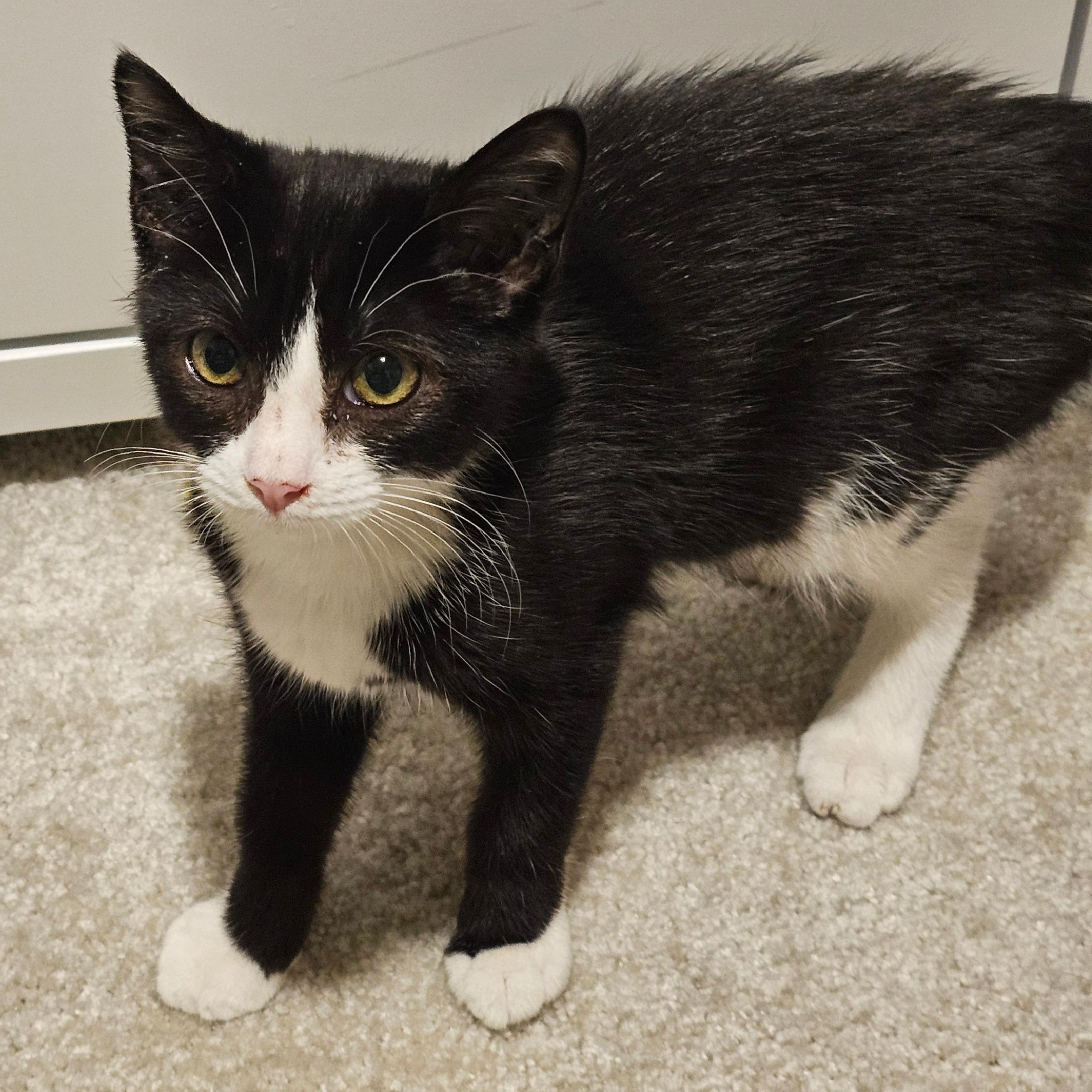 Enlarge Boots & Spot, a Adoptable mixed breed in Hyattsville, MD image 4/6