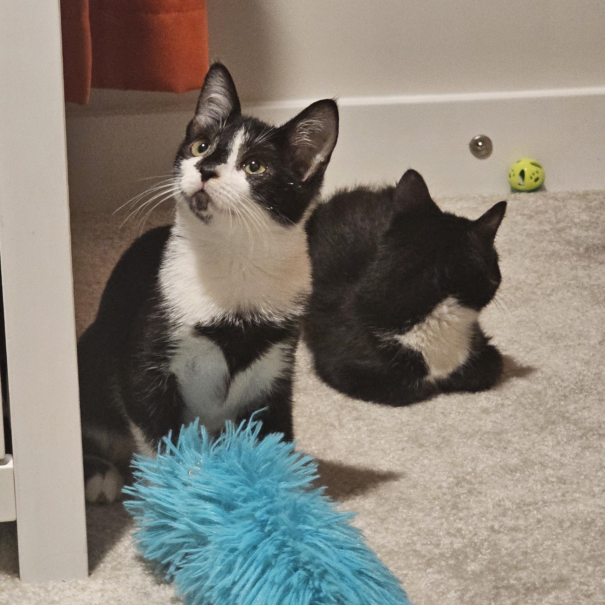 Boots & Spot, Adoptable, Kitten Female Tuxedo & Domestic Short Hair.