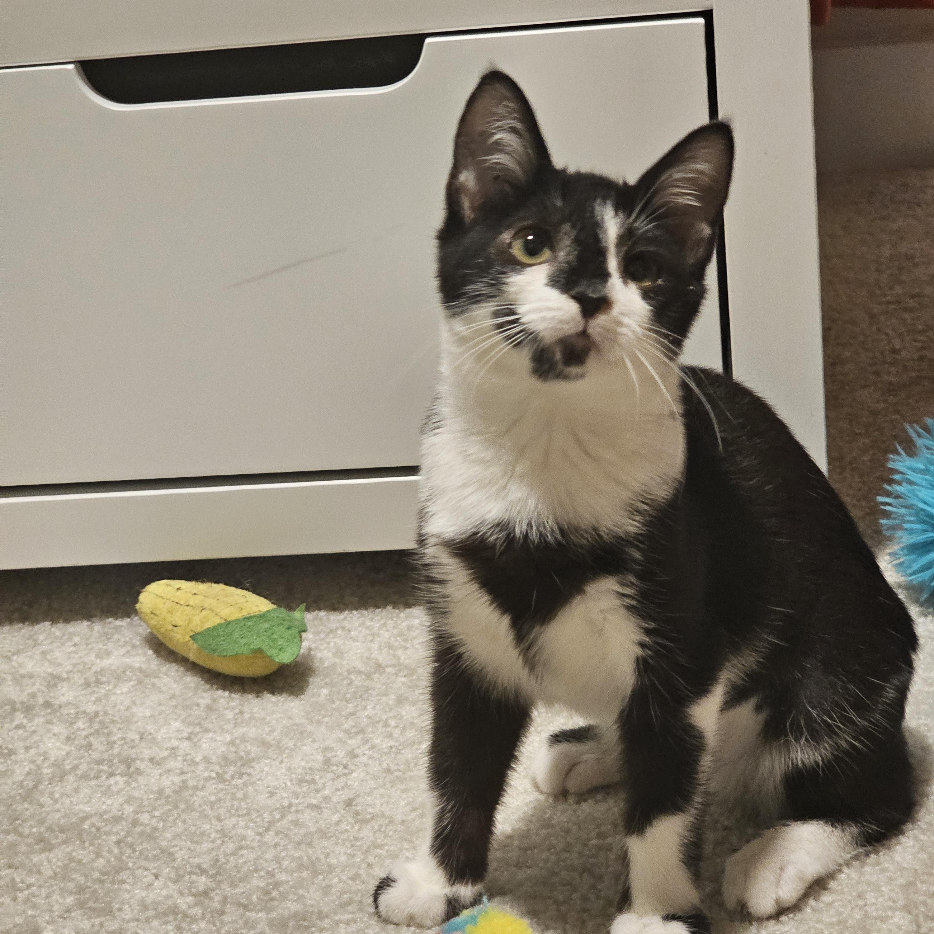 Enlarge Boots & Spot, a Adoptable mixed breed in Hyattsville, MD image 3/6